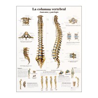 Tableau d'anatomie : colonne vertébrale